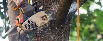 Best Fruit Tree Pruning  in New Castle, CO