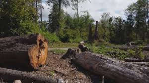 Best Seasonal Cleanup (Spring/Fall)  in New Castle, CO
