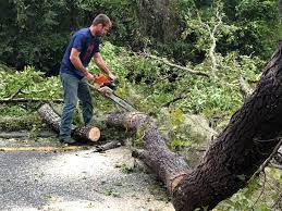 Best Storm Damage Tree Cleanup  in New Castle, CO