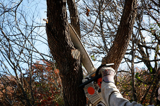 Best Tree Preservation Services  in New Castle, CO